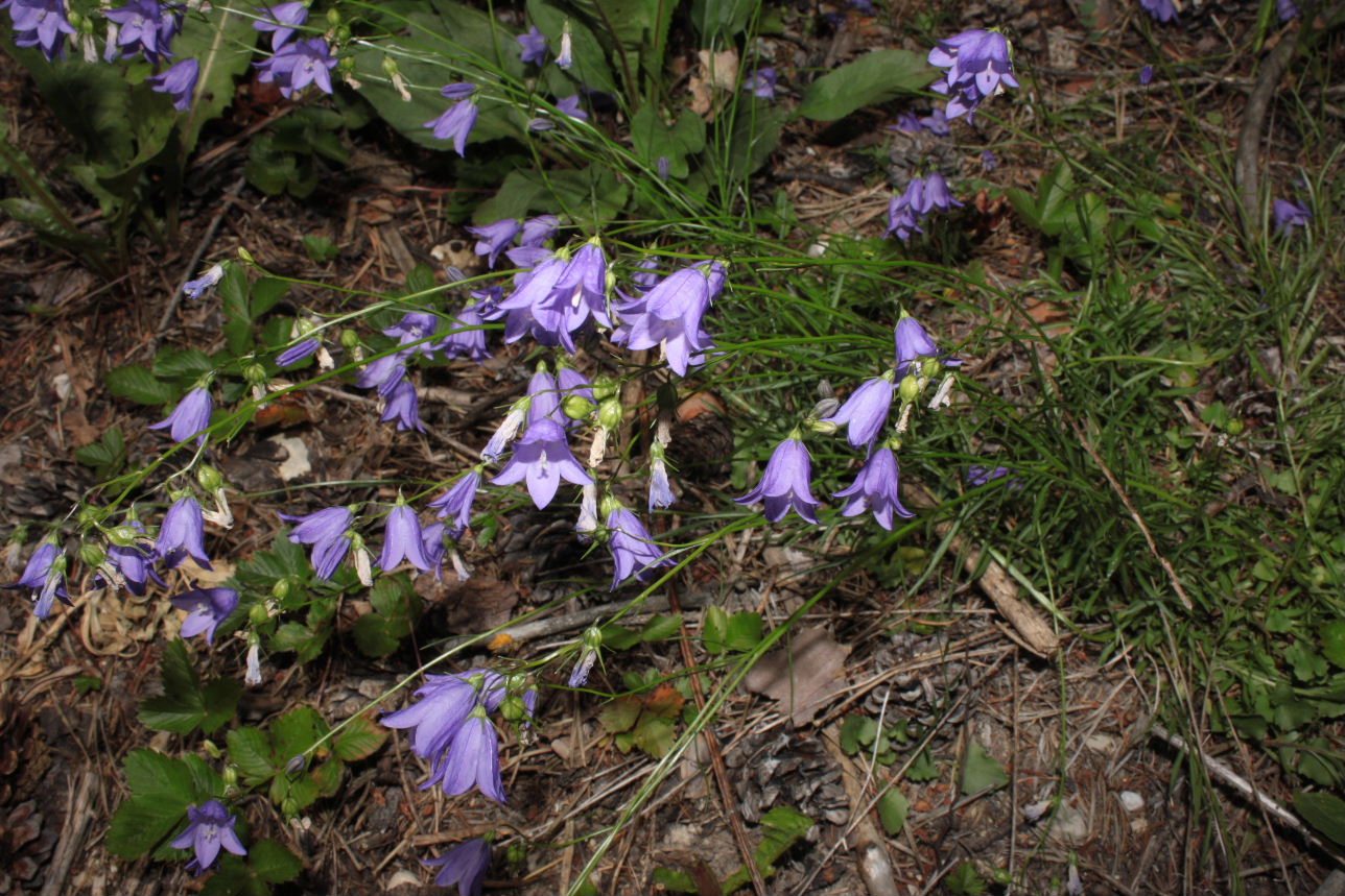 Campanula rotundifolia / Campanula soldanella